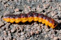 Cossus cossus