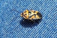 Eurydema ornata