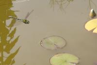 Aeshna cyanea