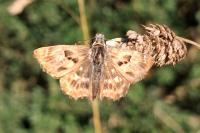 Carcharodus alceae