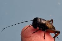 Gryllus campestris