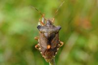 Pentatoma rufipes