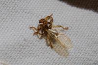 Lipoptena cervi