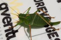 Leptophyes punctatissima