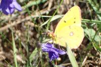 Colias crocea