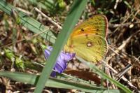 Colias crocea