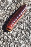 Cossus cossus