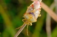 Elasmucha grisea