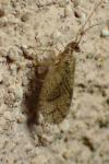 Micromus angulatus