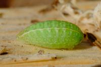 Apoda limacodes