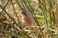 Mantis religiosa