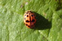 Oenopia conglobata