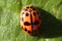 Oenopia conglobata