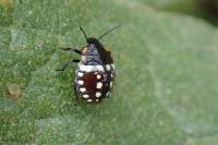 Nezara viridula
