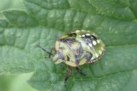 Nezara viridula