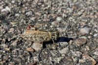 Calliptamus italicus