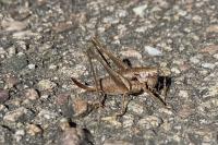 Pholidoptera griseoaptera