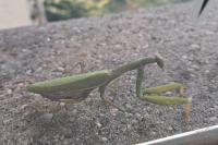 Mantis religiosa