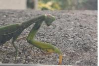 Mantis religiosa