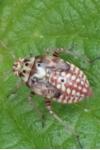 Lygus pratensis
