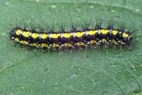 Callimorpha dominula