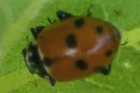 Hippodamia variegata