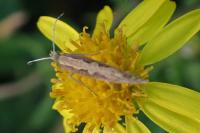 Plutella xylostella