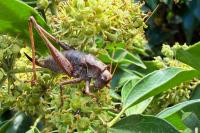 Pholidoptera griseoaptera