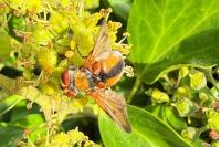 Ectophasia crassipennis