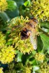 Eristalis tenax