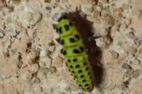entomo