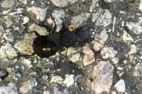 Ocypus olens