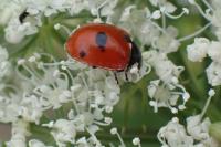 Coccinella quinquepunctata