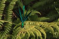 Calopteryx virgo