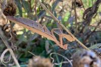 Mantis religiosa
