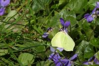 Gonepteryx rhamni
