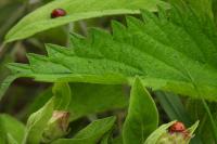 Coccinella septempunctata
