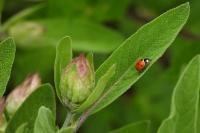 Coccinella septempunctata