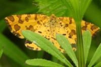 Pseudopanthera macularia