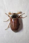 Melolontha melolontha
