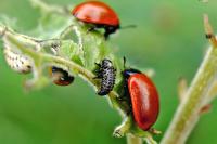 Chrysomela populi