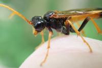 Tenthredo campestris