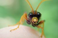Tenthredo campestris