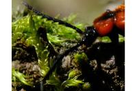 Schizotus pectinicornis