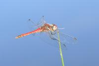 Sympetrum fonscolombii