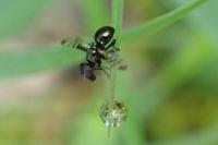Rivellia syngenesiae