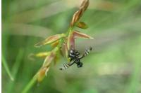 Rivellia syngenesiae
