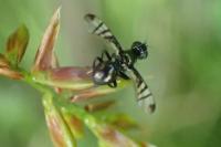 Rivellia syngenesiae