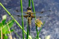 Libellula quadrimaculata