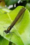 Calopteryx virgo